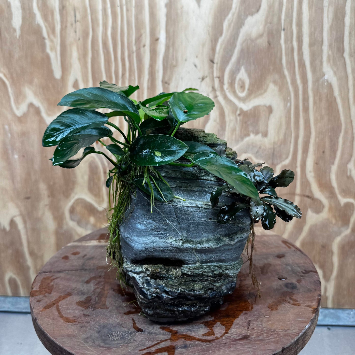 Scapeshop.com.au One Only Anubias Nana plus Bucephalandra Rock Creation - One Only Anubias Nana plus Bucephalandra Rock Creation - One Only