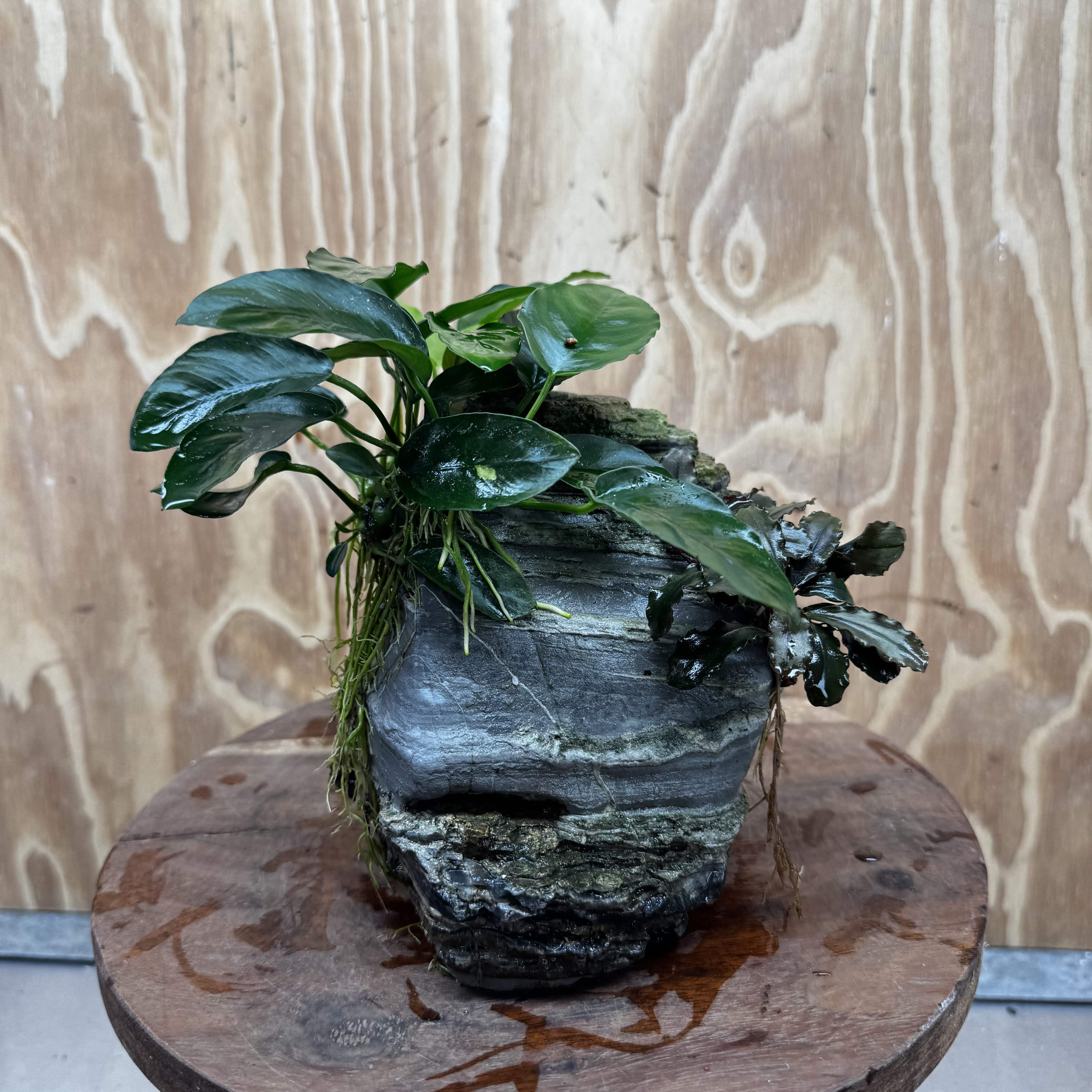 Scapeshop.com.au One Only Anubias Nana plus Bucephalandra Rock Creation - One Only Anubias Nana plus Bucephalandra Rock Creation - One Only