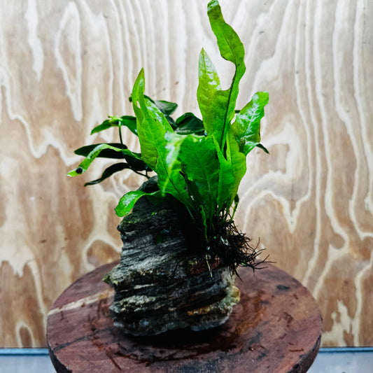 Scapeshop.com.au One Only Anubias Nana plus Indo Microsorum (Java Fern) Rock Creation - One Only Anubias Nana plus Indo Microsorum (Java Fern) Rock Creation - One Only