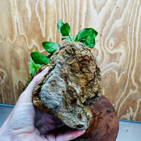 Scapeshop.com.au One Only Anubias Nana plus Indo Microsorum (Java Fern) Rock Creation - One Only Anubias Nana plus Indo Microsorum (Java Fern) Rock Creation - One Only