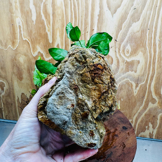 Scapeshop.com.au One Only Anubias Nana plus Indo Microsorum (Java Fern) Rock Creation - One Only Anubias Nana plus Indo Microsorum (Java Fern) Rock Creation - One Only