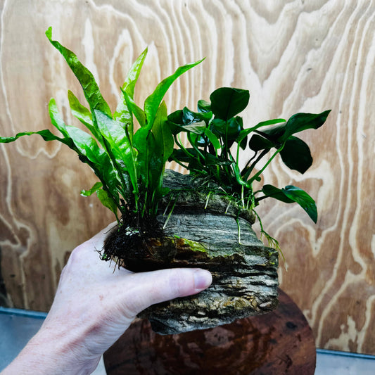 Scapeshop.com.au One Only Anubias Nana plus Indo Microsorum (Java Fern) Rock Creation - One Only Anubias Nana plus Indo Microsorum (Java Fern) Rock Creation - One Only