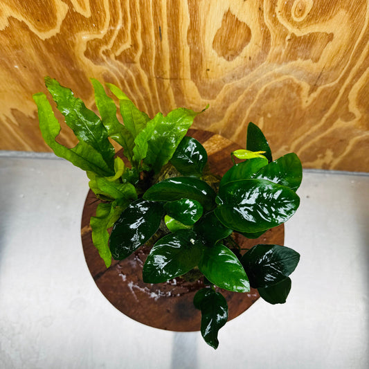 Scapeshop.com.au One Only Anubias Nana plus Indo Microsorum (Java Fern) Rock Creation - One Only Anubias Nana plus Indo Microsorum (Java Fern) Rock Creation - One Only