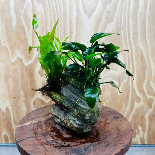 Scapeshop.com.au One Only Anubias Nana plus Indo Microsorum (Java Fern) Rock Creation - One Only Anubias Nana plus Indo Microsorum (Java Fern) Rock Creation - One Only