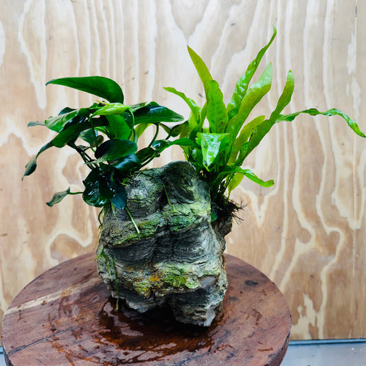 Scapeshop.com.au One Only Anubias Nana plus Indo Microsorum (Java Fern) Rock Creation - One Only Anubias Nana plus Indo Microsorum (Java Fern) Rock Creation - One Only