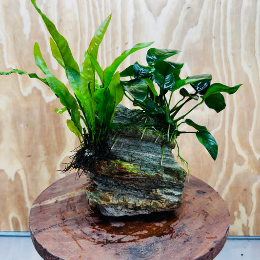 Scapeshop.com.au One Only Anubias Nana plus Indo Microsorum (Java Fern) Rock Creation - One Only Anubias Nana plus Indo Microsorum (Java Fern) Rock Creation - One Only