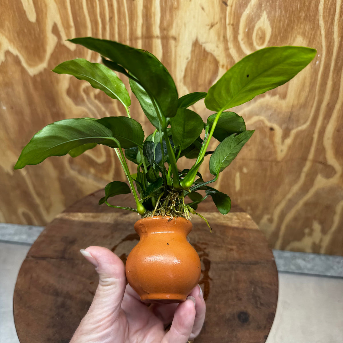 Scapeshop.com.au One Only Anubias Nana Vase - One Only Anubias Nana Vase Urn One Only - Aquarium Plants Scapeshop Australia
