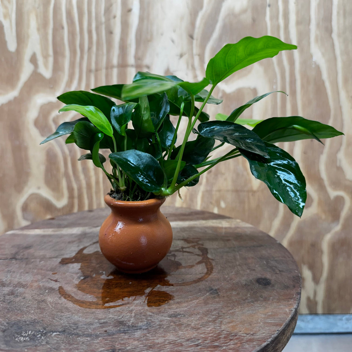 Scapeshop.com.au One Only Anubias Nana Vase - One Only Anubias Nana Vase Urn One Only - Aquarium Plants Scapeshop Australia