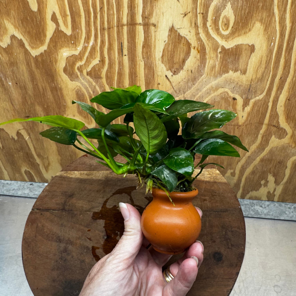 Scapeshop.com.au One Only Anubias Nana Vase - One Only Anubias Nana Vase Urn One Only - Aquarium Plants Scapeshop Australia