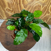 Scapeshop.com.au One Only Anubias Nana Vase - One Only Anubias Nana Vase Urn One Only - Aquarium Plants Scapeshop Australia