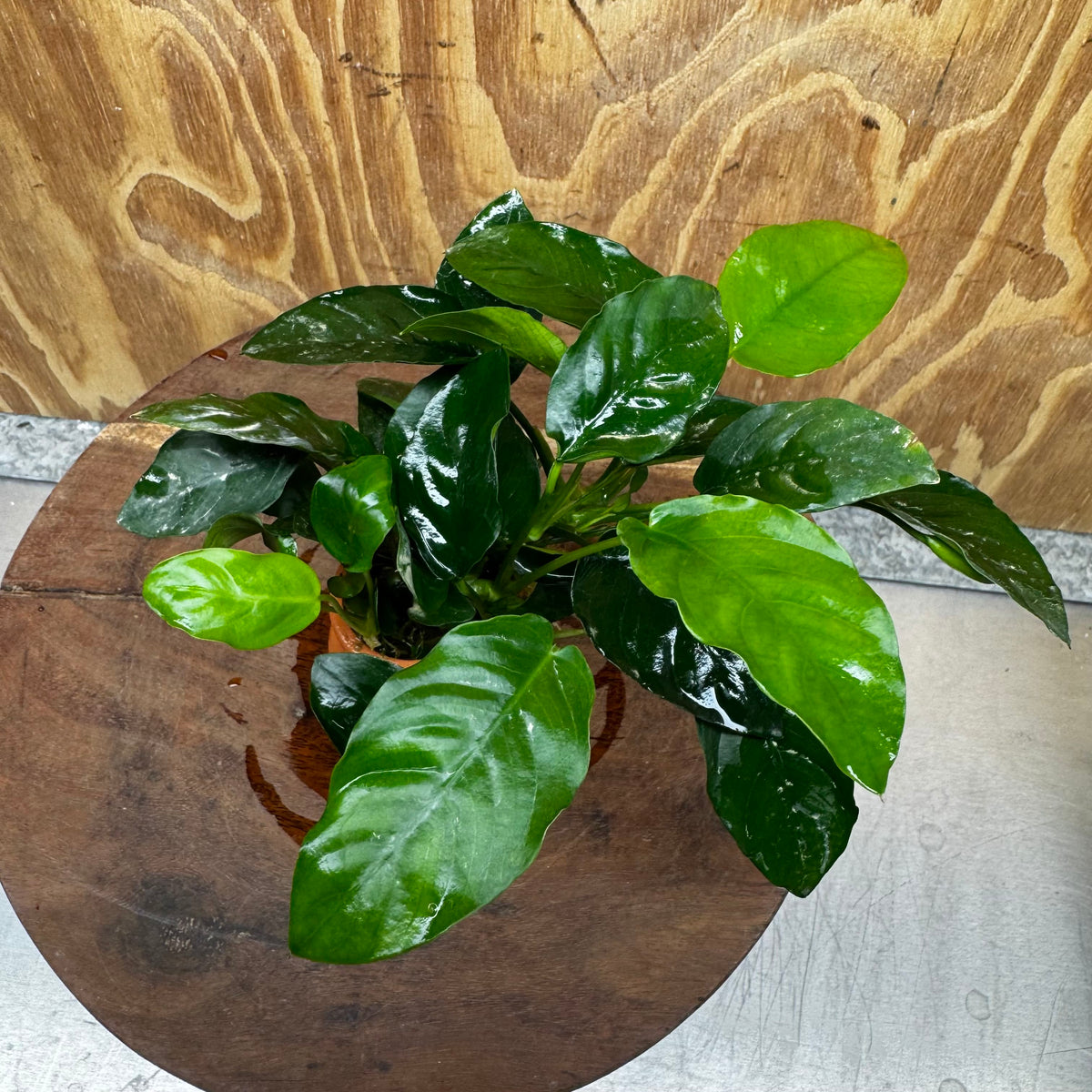 Scapeshop.com.au One Only Anubias Nana Vase - One Only Anubias Nana Vase Urn One Only - Aquarium Plants Scapeshop Australia