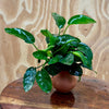 Scapeshop.com.au One Only Anubias Nana Vase Urn - One Only Anubias Nana Vase Urn One Only - Aquarium Plants Scapeshop Australia