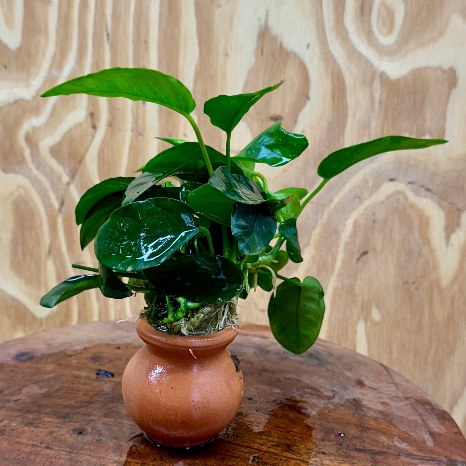 Scapeshop.com.au One Only Anubias Nana Vase Urn - One Only Anubias Nana Vase Urn One Only - Aquarium Plants Scapeshop Australia