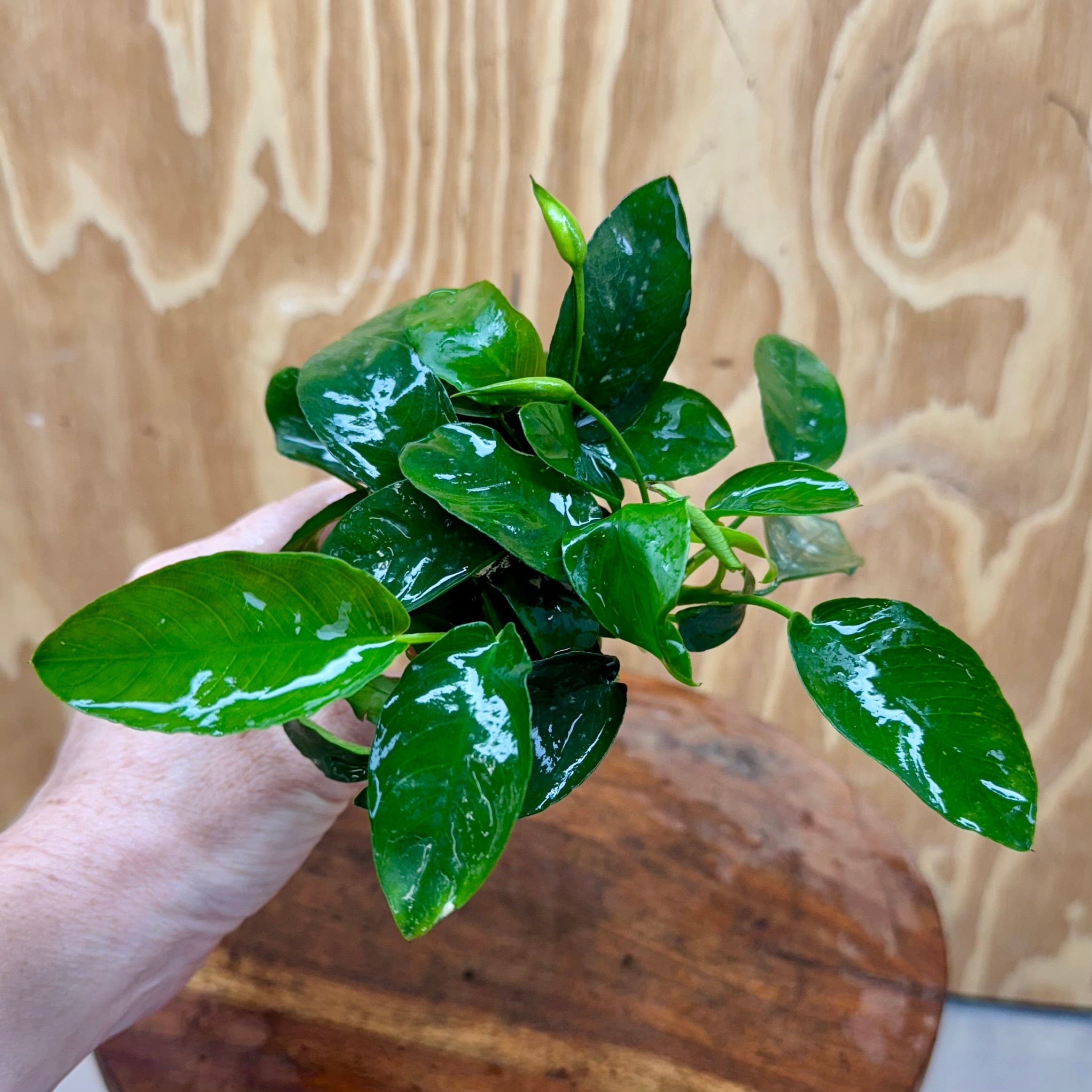 Scapeshop.com.au One Only Anubias Nana Vase Urn - One Only Anubias Nana Vase Urn One Only - Aquarium Plants Scapeshop Australia