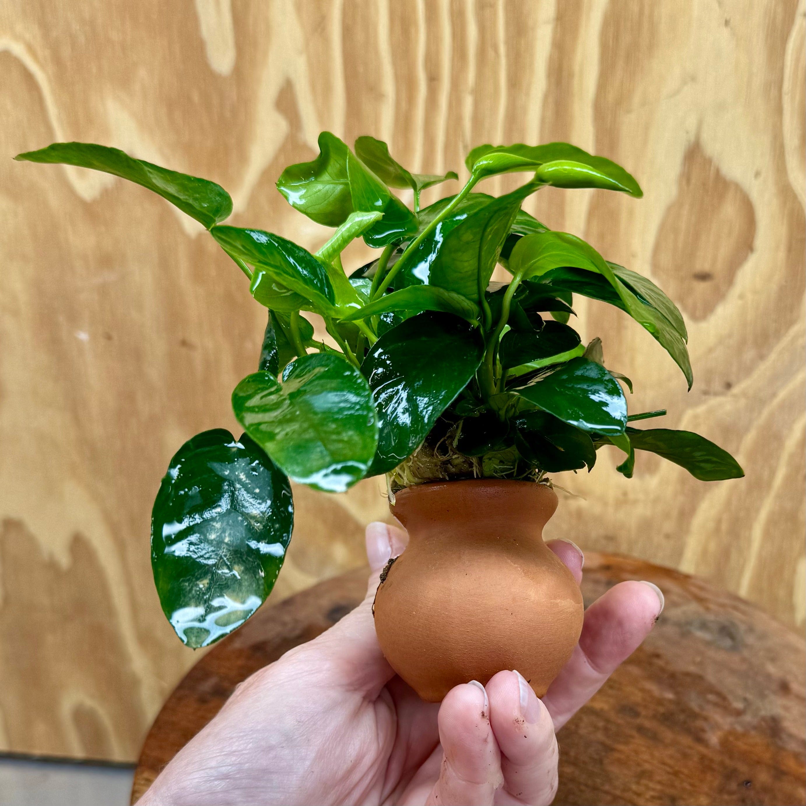 Scapeshop.com.au One Only Anubias Nana Vase Urn - One Only Anubias Nana Vase Urn One Only - Aquarium Plants Scapeshop Australia