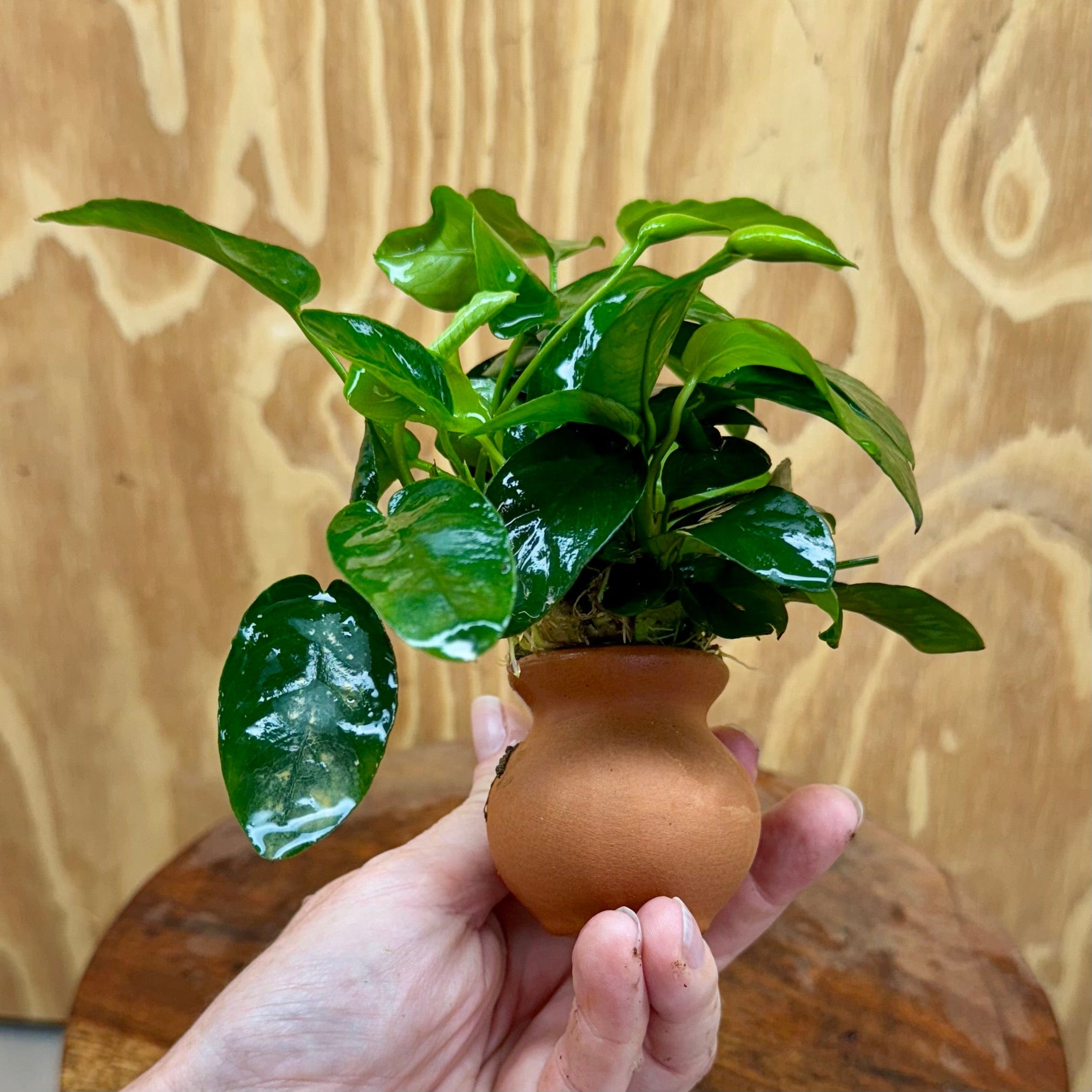 Scapeshop.com.au One Only Anubias Nana Vase Urn - One Only Anubias Nana Vase Urn One Only - Aquarium Plants Scapeshop Australia