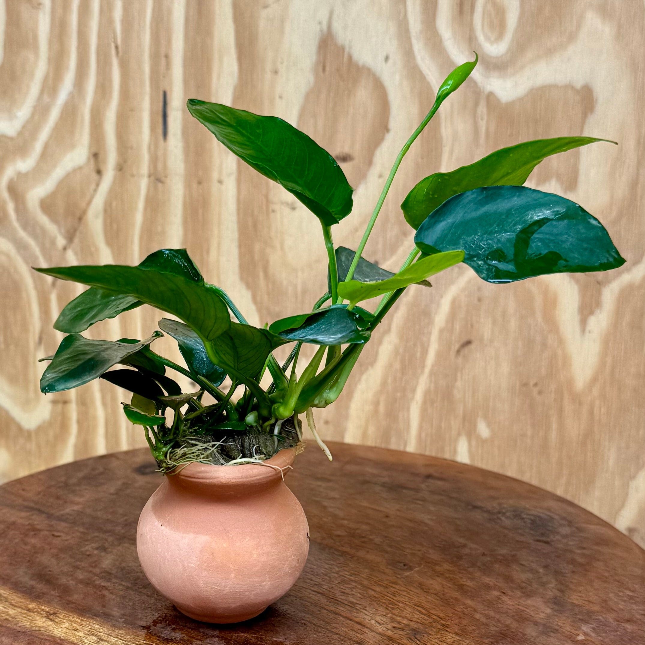 Scapeshop.com.au One Only Anubias Nana Vase Urn - One Only Anubias Nana Vase Urn One Only - Aquarium Plants Scapeshop Australia