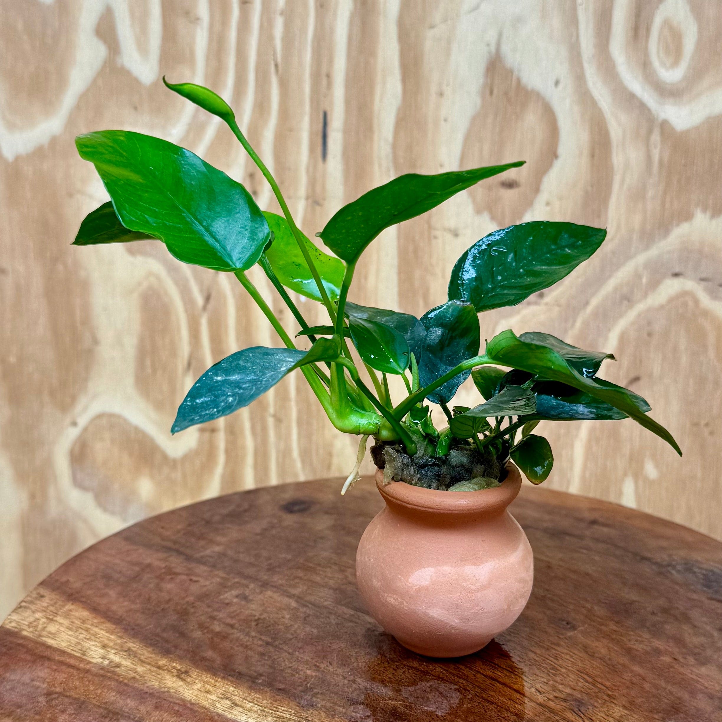 Scapeshop.com.au One Only Anubias Nana Vase Urn - One Only Anubias Nana Vase Urn One Only - Aquarium Plants Scapeshop Australia