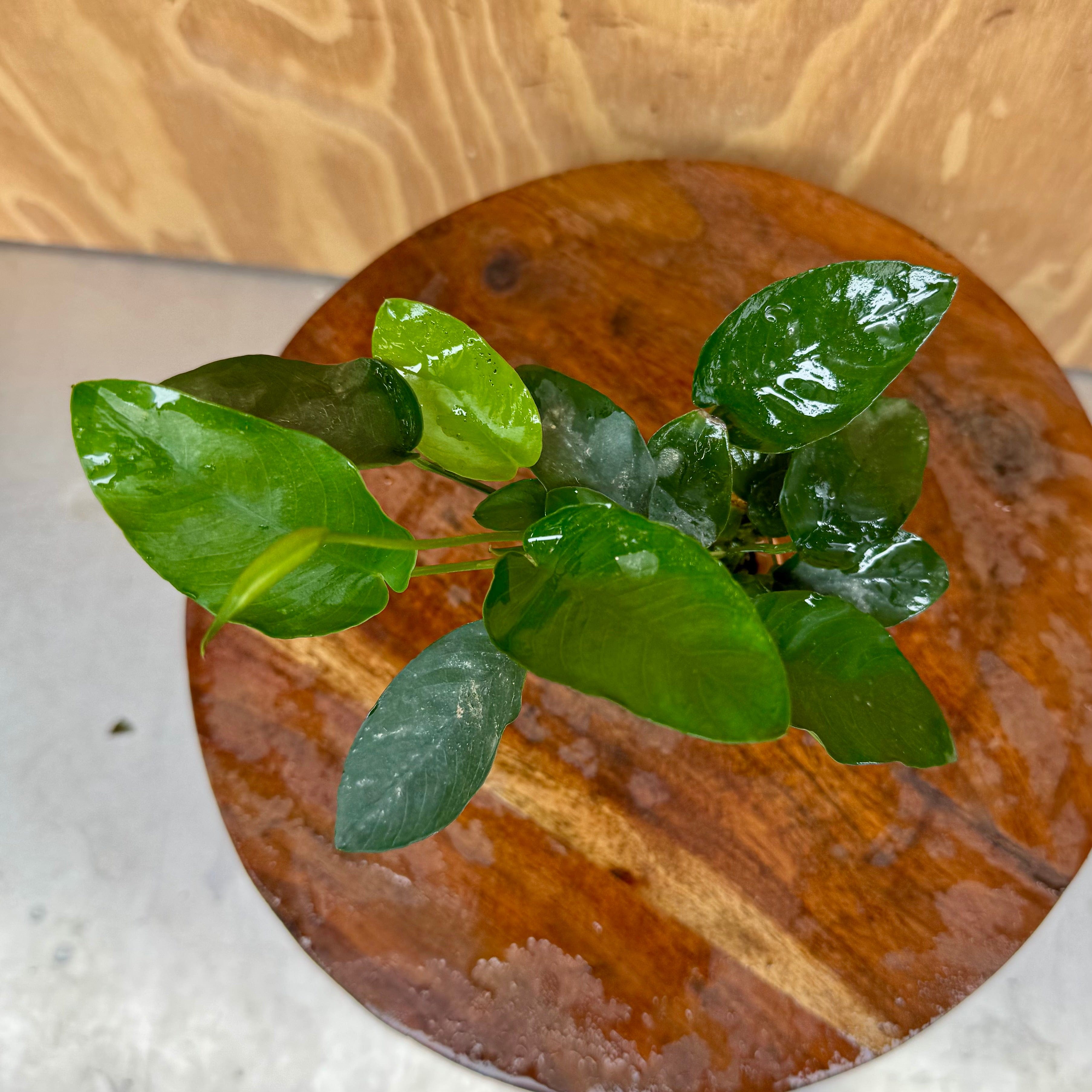 Scapeshop.com.au One Only Anubias Nana Vase Urn - One Only Anubias Nana Vase Urn One Only - Aquarium Plants Scapeshop Australia