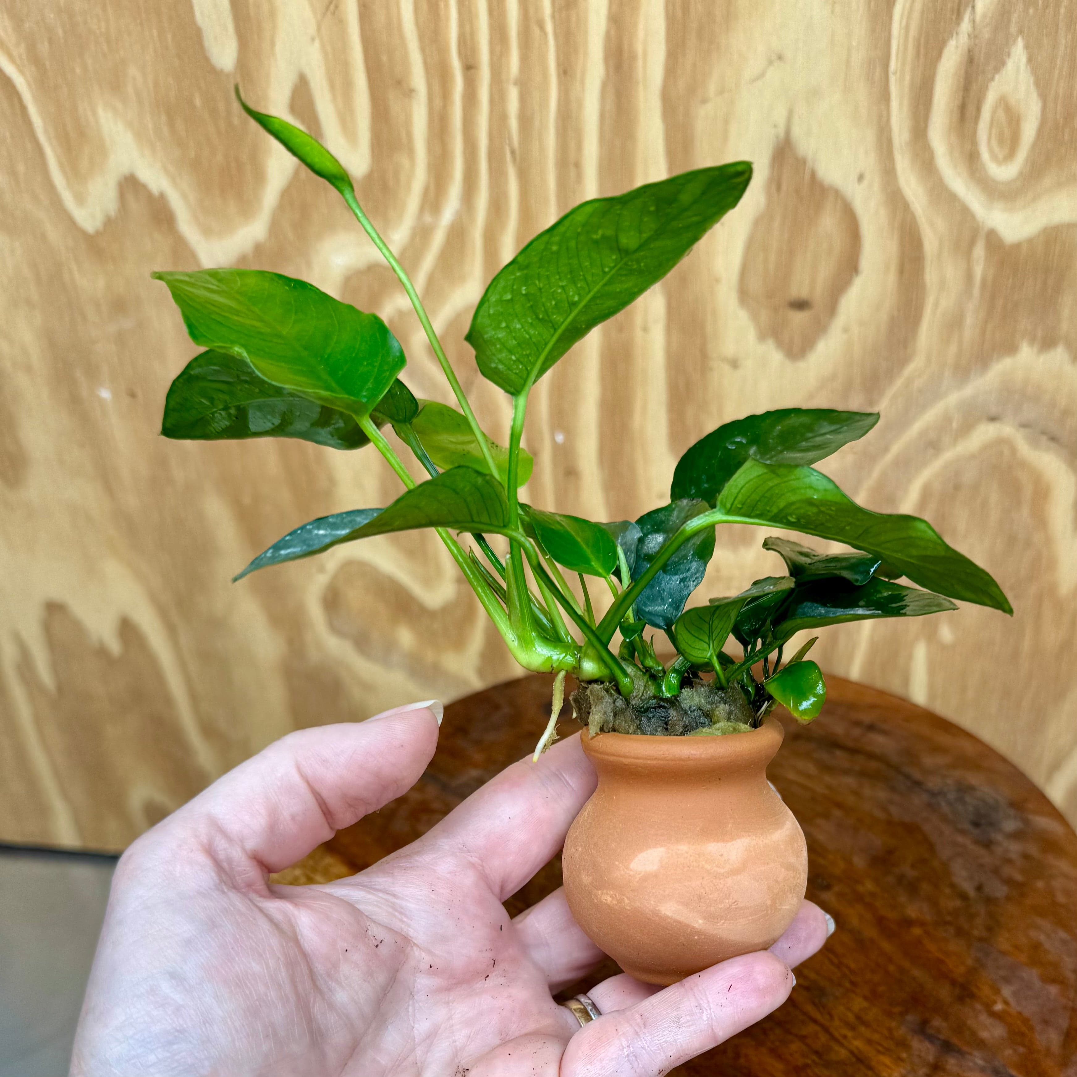 Scapeshop.com.au One Only Anubias Nana Vase Urn - One Only Anubias Nana Vase Urn One Only - Aquarium Plants Scapeshop Australia