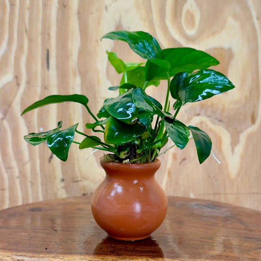 Scapeshop.com.au One Only Anubias Nana Vase Urn - One Only Anubias Nana Vase Urn One Only - Aquarium Plants Scapeshop Australia