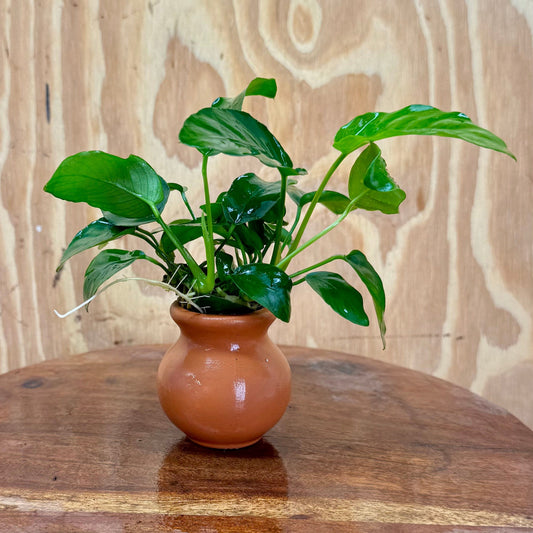 Scapeshop.com.au One Only Anubias Nana Vase Urn - One Only Anubias Nana Vase Urn One Only - Aquarium Plants Scapeshop Australia