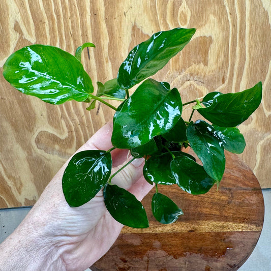 Scapeshop.com.au One Only Anubias Nana Vase Urn - One Only Anubias Nana Vase Urn One Only - Aquarium Plants Scapeshop Australia