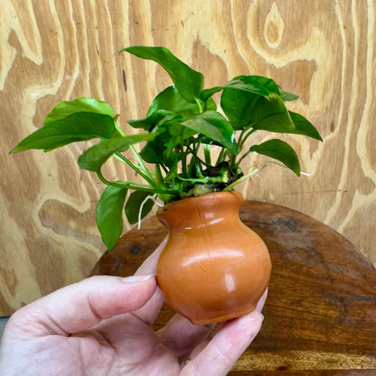 Scapeshop.com.au One Only Anubias Nana Vase Urn - One Only Anubias Nana Vase Urn One Only - Aquarium Plants Scapeshop Australia