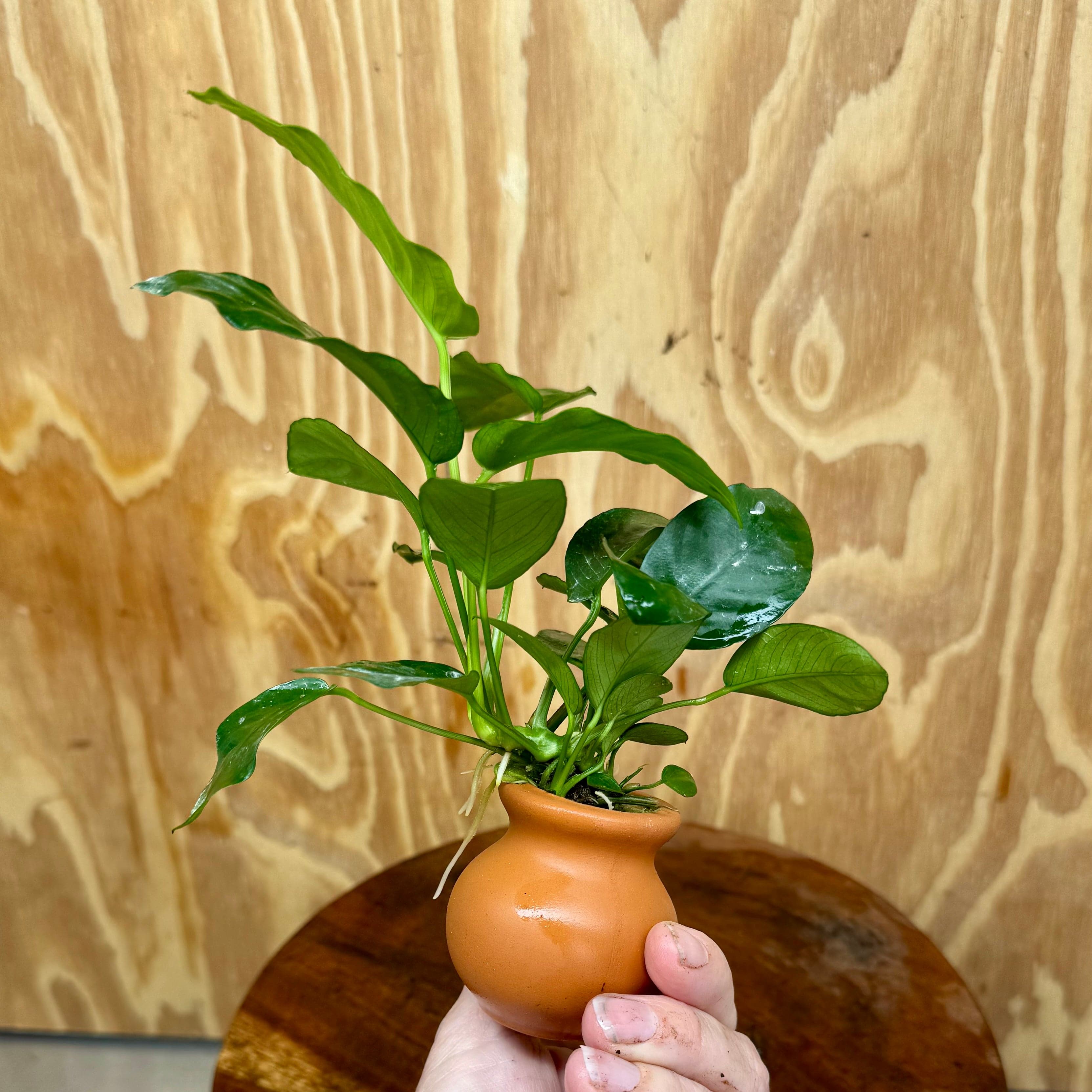 Scapeshop.com.au One Only Anubias Nana Vase Urn - One Only Anubias Nana Vase Urn One Only - Aquarium Plants Scapeshop Australia