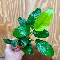 Scapeshop.com.au One Only Anubias Nana Vase Urn - One Only Anubias Nana Vase Urn One Only - Aquarium Plants Scapeshop Australia
