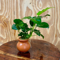 Scapeshop.com.au One Only Anubias Nana Vase Urn - One Only Anubias Nana Vase Urn One Only - Aquarium Plants Scapeshop Australia