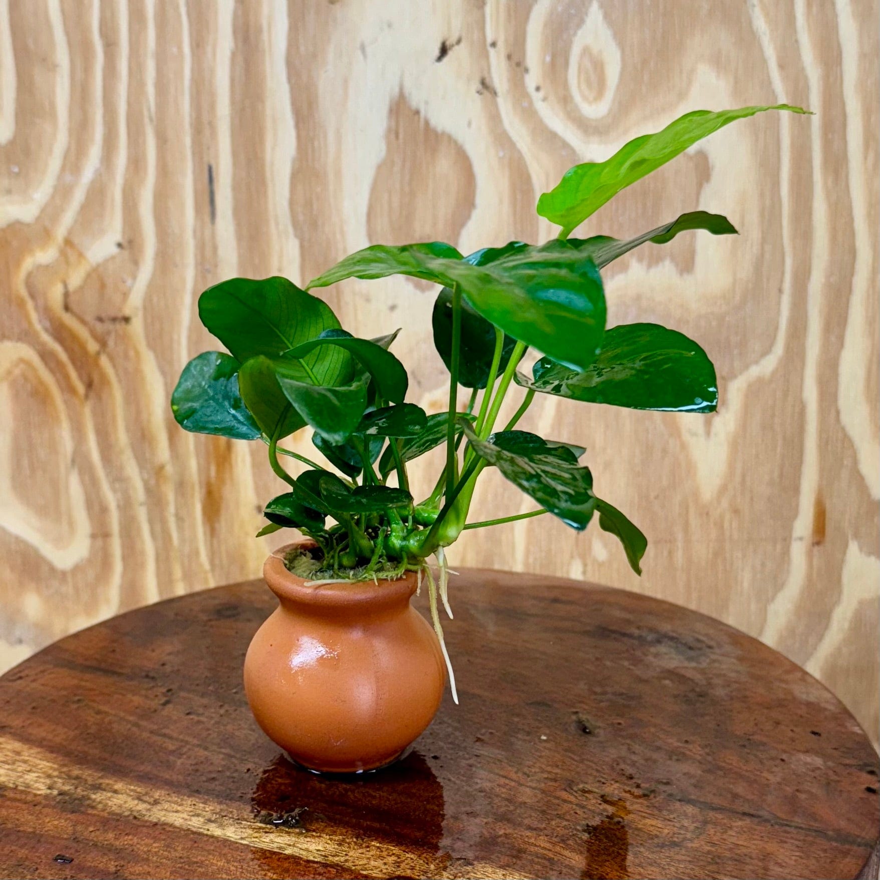 Scapeshop.com.au One Only Anubias Nana Vase Urn - One Only Anubias Nana Vase Urn One Only - Aquarium Plants Scapeshop Australia