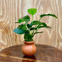 Scapeshop.com.au One Only Anubias Nana Vase Urn - One Only Anubias Nana Vase Urn One Only - Aquarium Plants Scapeshop Australia
