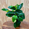 Scapeshop.com.au One Only Anubias Nana Vase Urn - One Only 2 Anubias Lucy Vase Urn One Only - Buy Aquarium Plants Australia