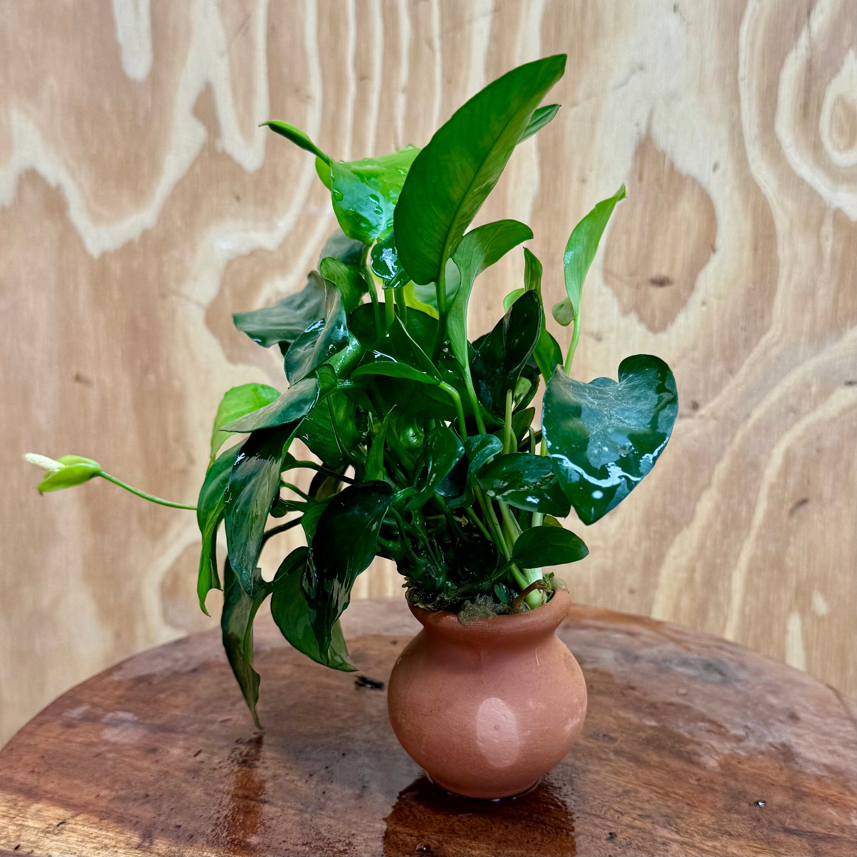 Scapeshop.com.au One Only Anubias Nana Vase Urn - One Only 2 Anubias Lucy Vase Urn One Only - Buy Aquarium Plants Australia