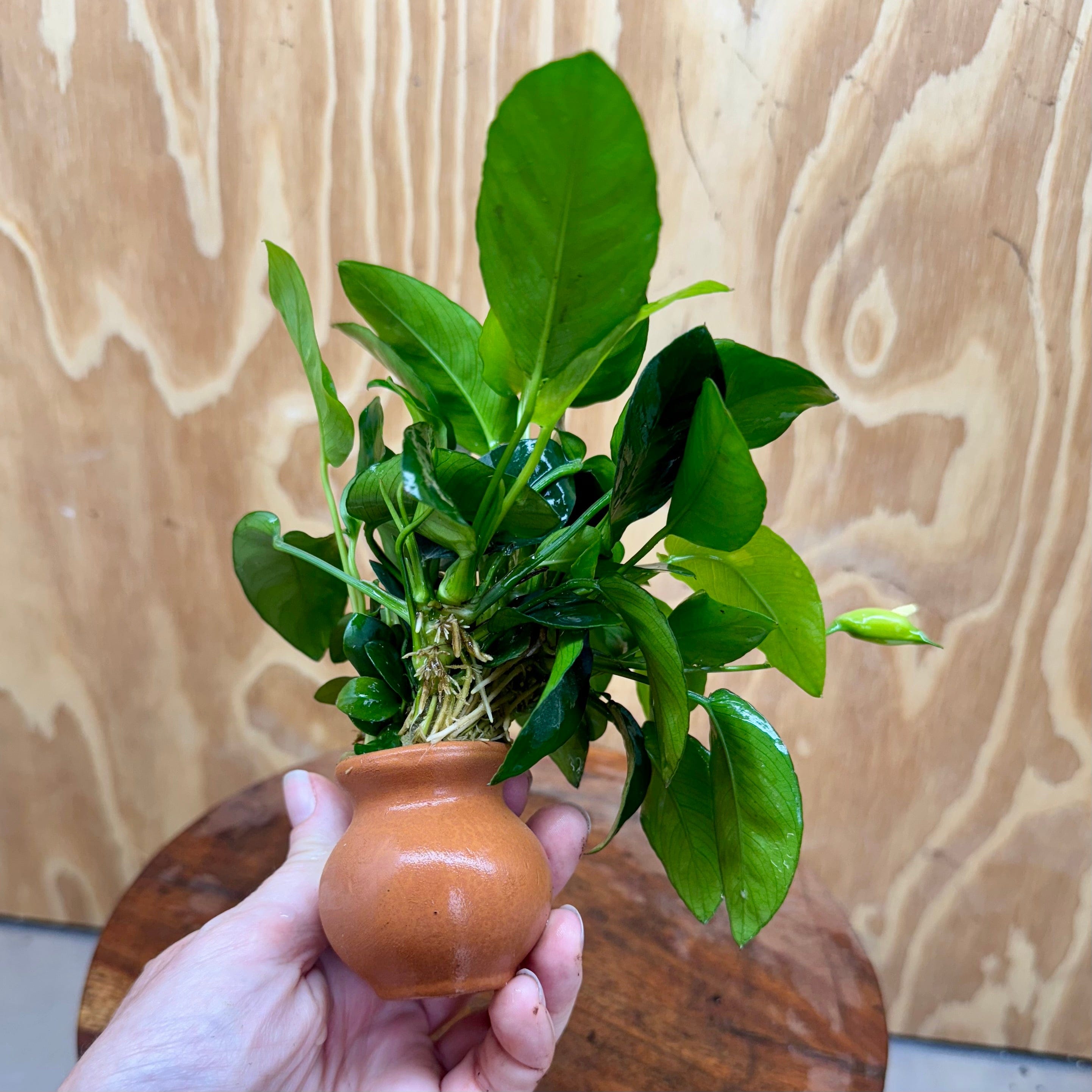 Scapeshop.com.au One Only Anubias Nana Vase Urn - One Only 2 Anubias Lucy Vase Urn One Only - Buy Aquarium Plants Australia