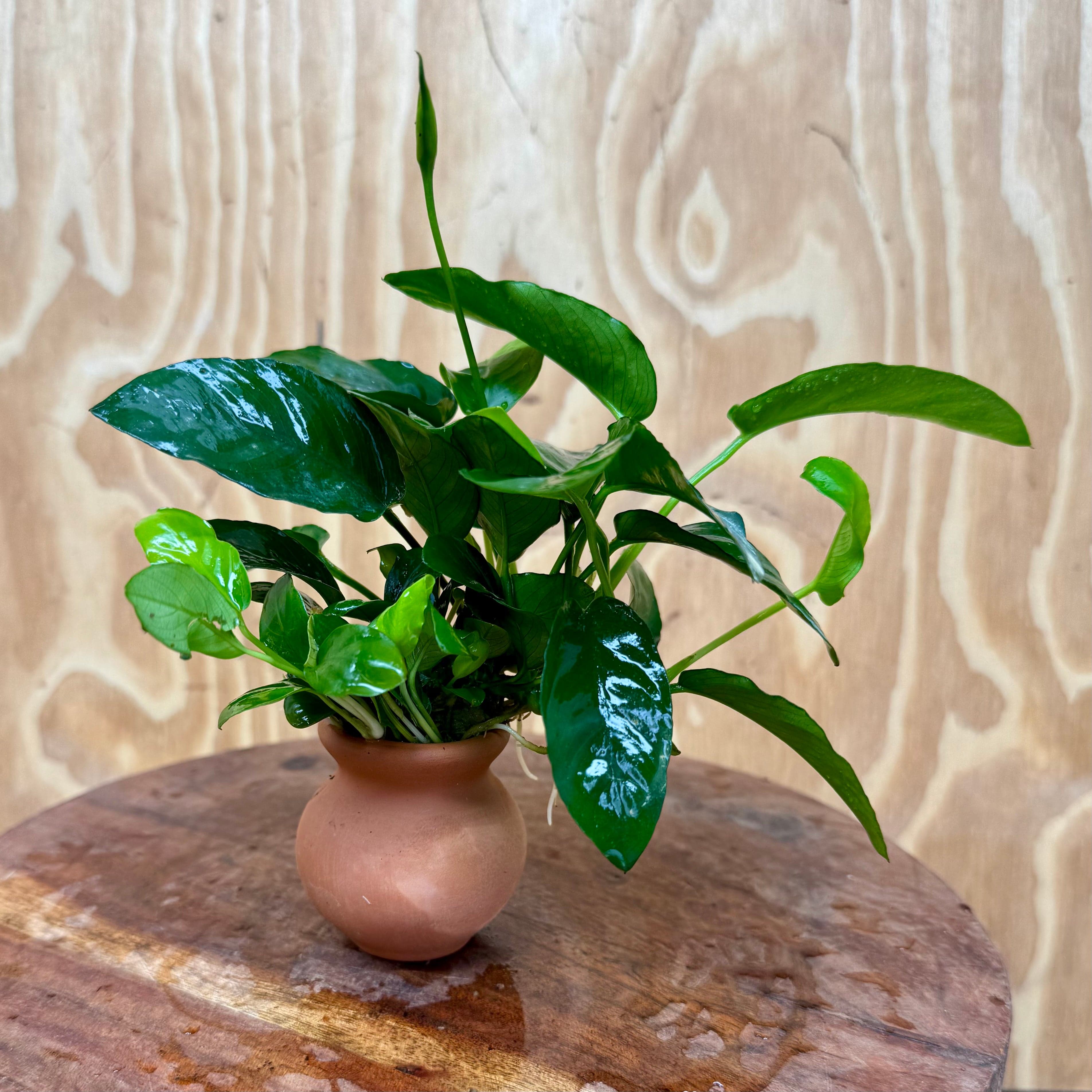 Scapeshop.com.au One Only Anubias Nana Vase Urn - One Only 2 Anubias Lucy Vase Urn One Only - Buy Aquarium Plants Australia