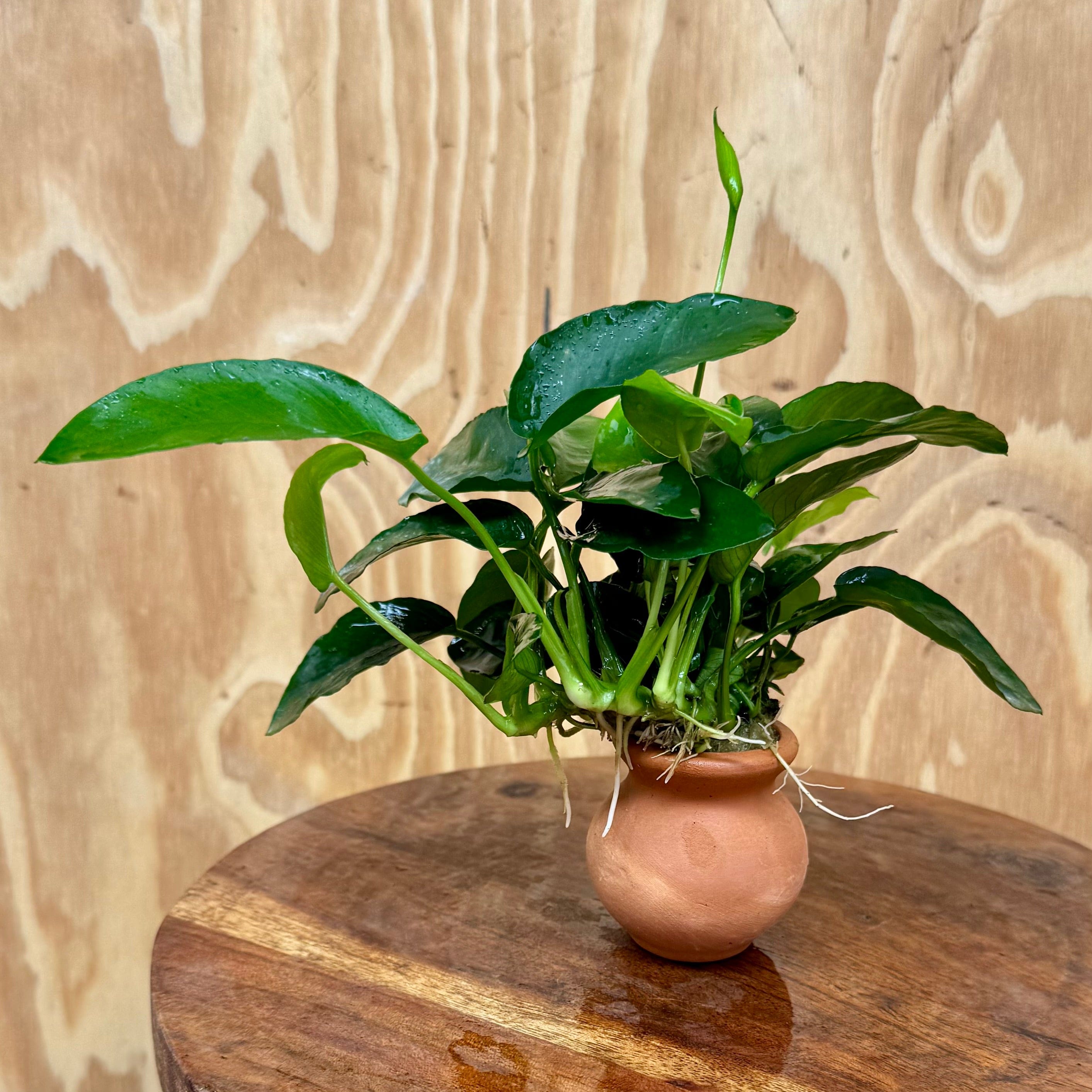 Scapeshop.com.au One Only Anubias Nana Vase Urn - One Only 2 Anubias Lucy Vase Urn One Only - Buy Aquarium Plants Australia