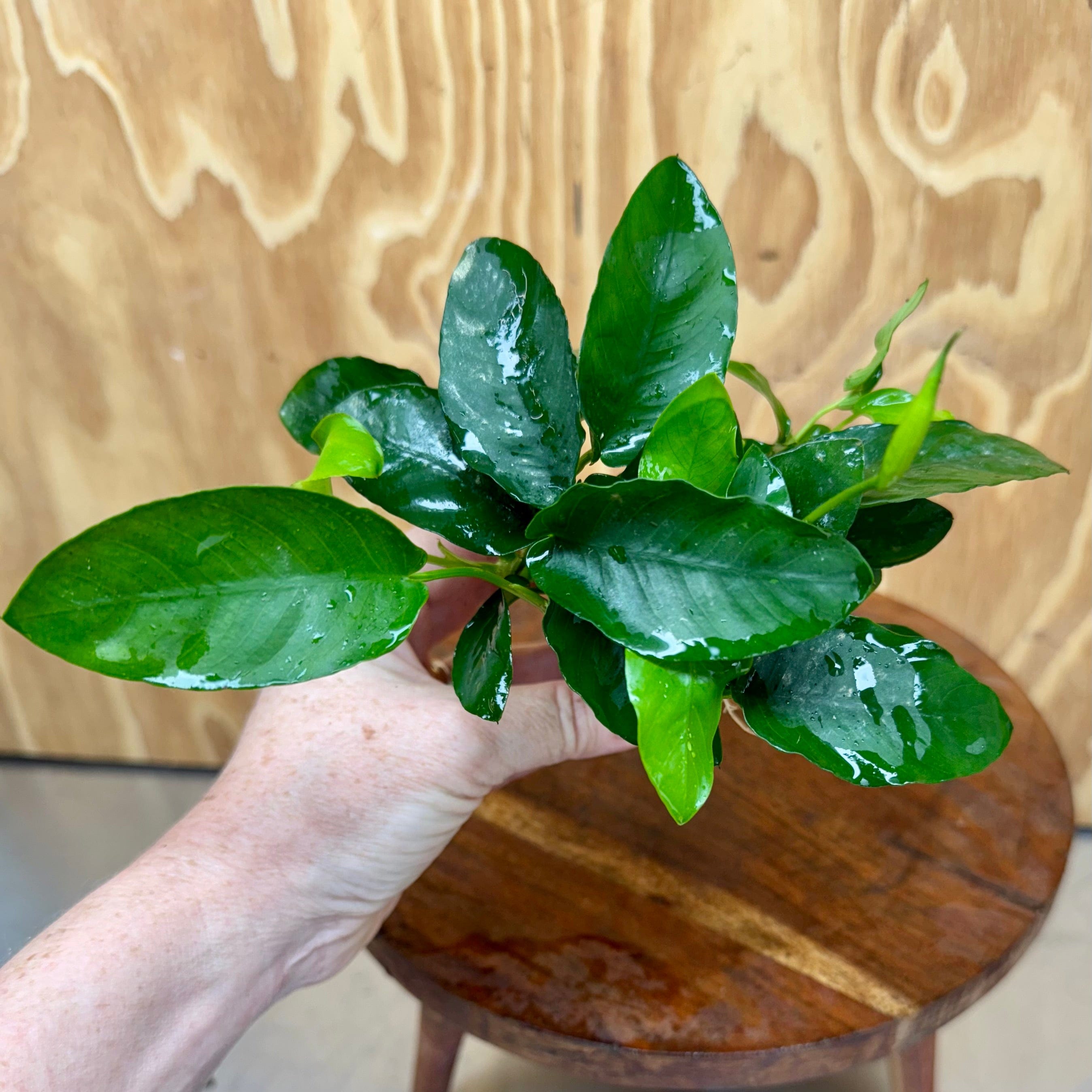 Scapeshop.com.au One Only Anubias Nana Vase Urn - One Only 2 Anubias Lucy Vase Urn One Only - Buy Aquarium Plants Australia