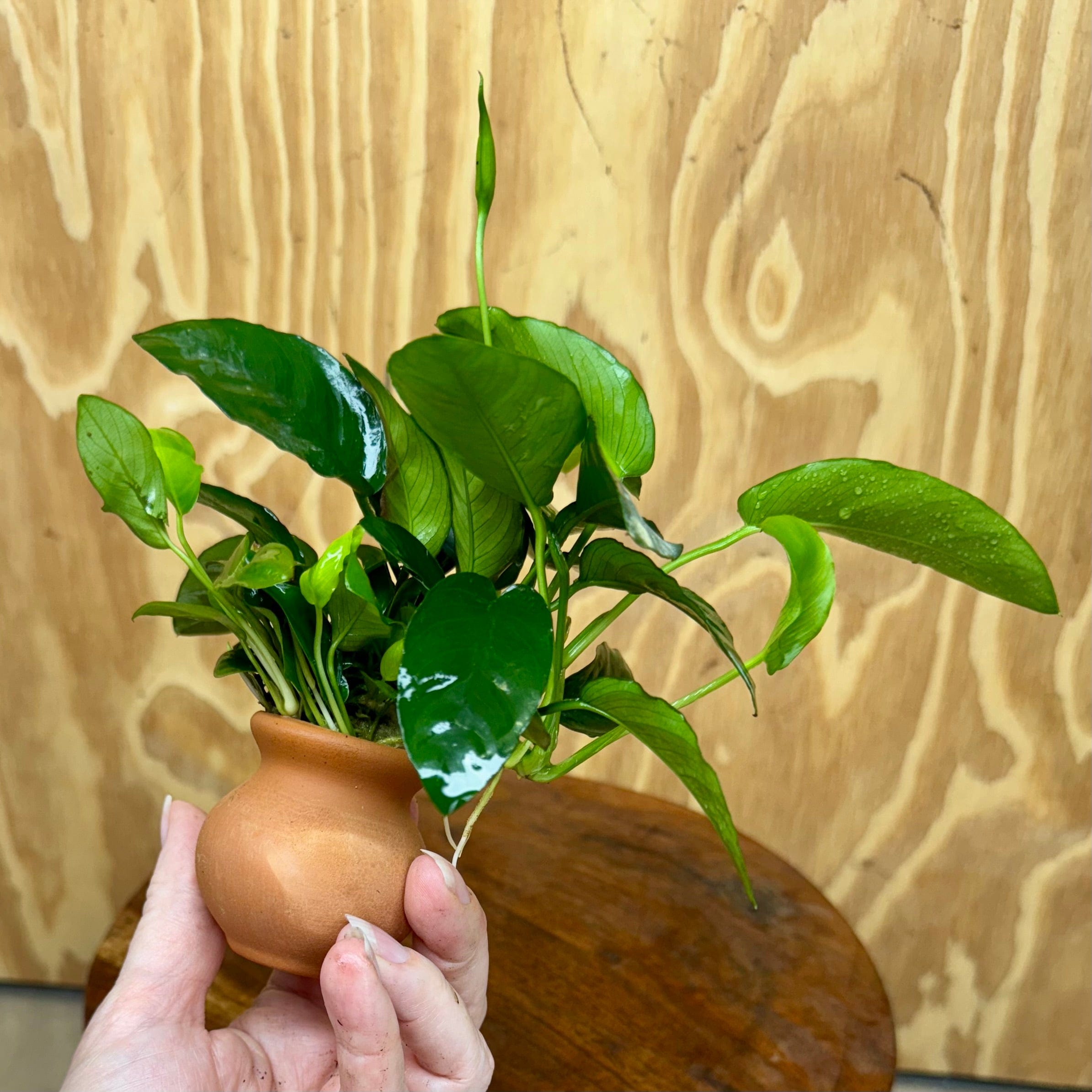 Scapeshop.com.au One Only Anubias Nana Vase Urn - One Only 2 Anubias Lucy Vase Urn One Only - Buy Aquarium Plants Australia