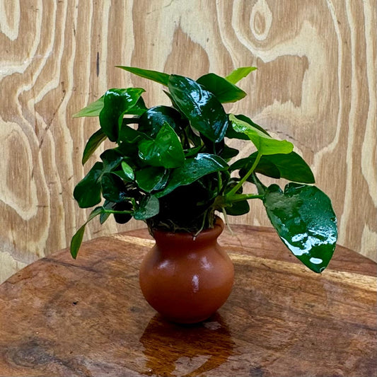 Scapeshop.com.au One Only Anubias Nana Vase Urn - One Only 2 Anubias Lucy Vase Urn One Only - Buy Aquarium Plants Australia