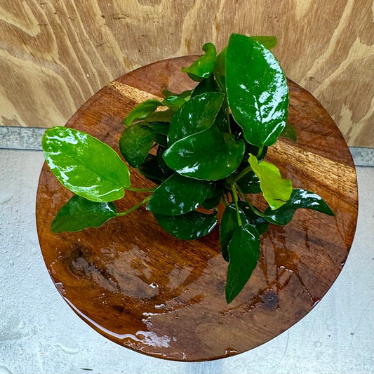 Scapeshop.com.au One Only Anubias Nana Vase Urn - One Only 2 Anubias Lucy Vase Urn One Only - Buy Aquarium Plants Australia