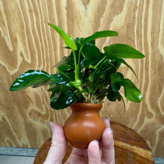 Scapeshop.com.au One Only Anubias Nana Vase Urn - One Only 2 Anubias Lucy Vase Urn One Only - Buy Aquarium Plants Australia