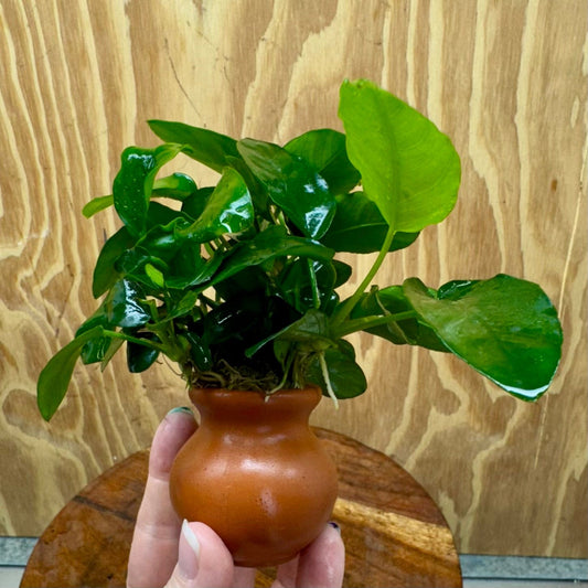 Scapeshop.com.au One Only Anubias Nana Vase Urn - One Only 2 Anubias Lucy Vase Urn One Only - Buy Aquarium Plants Australia