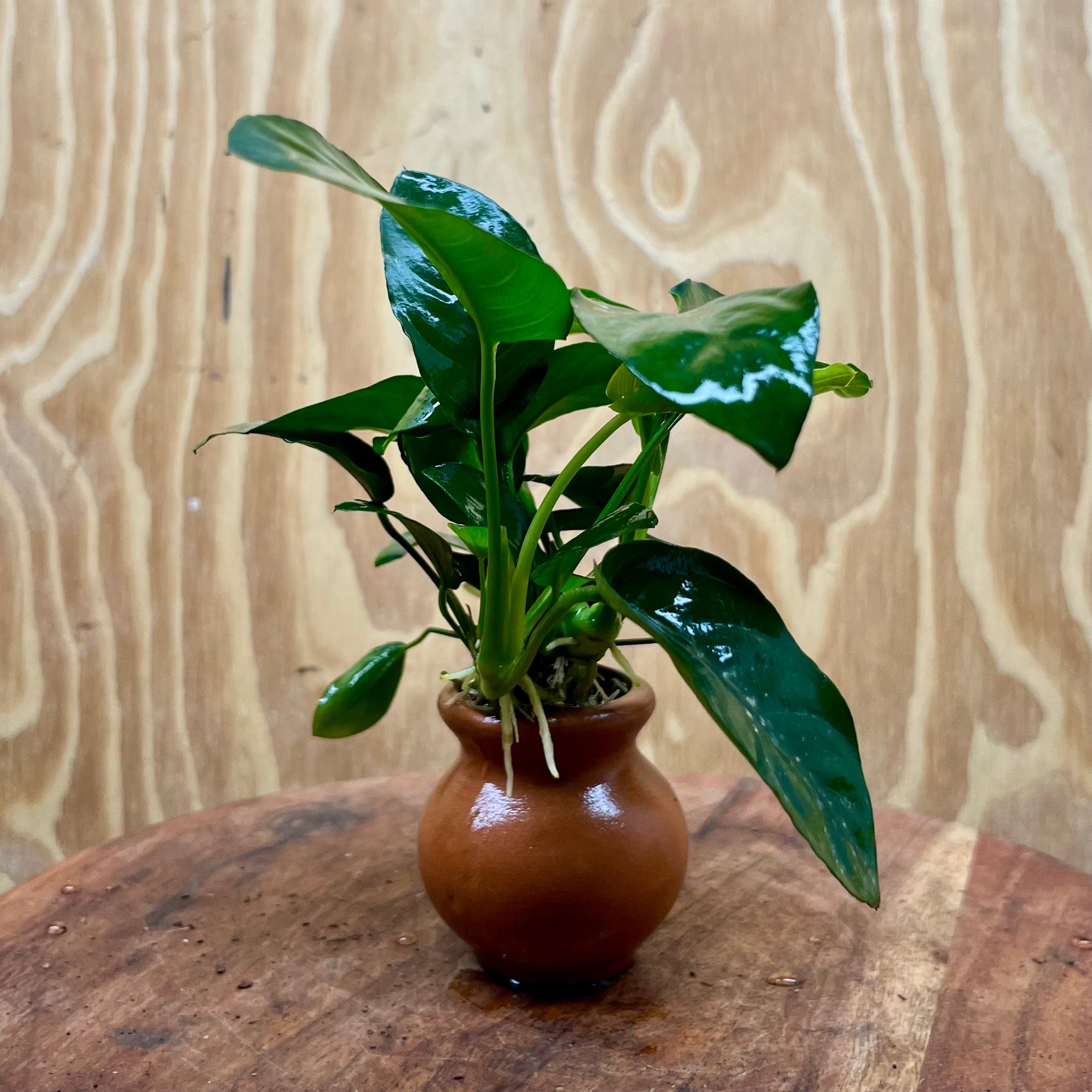 Scapeshop.com.au One Only Anubias Nana Vase Urn - One Only Anubias Nana Vase Urn One Only - Aquarium Plants Scapeshop Australia