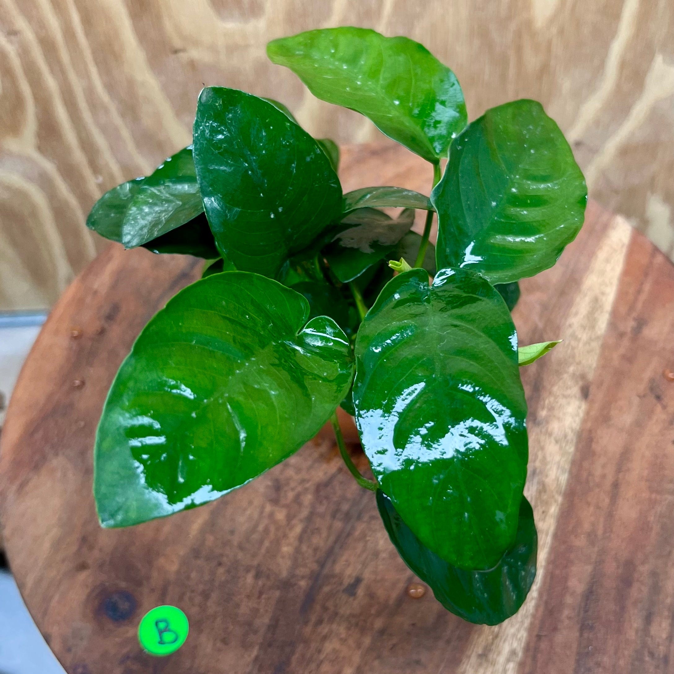 Scapeshop.com.au One Only Anubias Nana Vase Urn - One Only Anubias Nana Vase Urn One Only - Aquarium Plants Scapeshop Australia