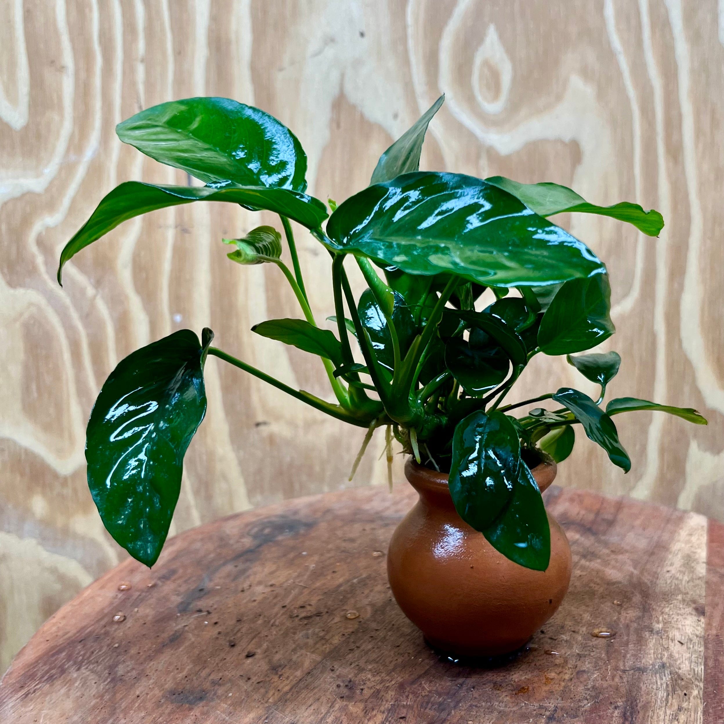 Scapeshop.com.au One Only Anubias Nana Vase Urn - One Only Anubias Nana Vase Urn One Only - Aquarium Plants Scapeshop Australia