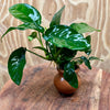 Scapeshop.com.au One Only Anubias Nana Vase Urn - One Only Anubias Nana Vase Urn One Only - Aquarium Plants Scapeshop Australia