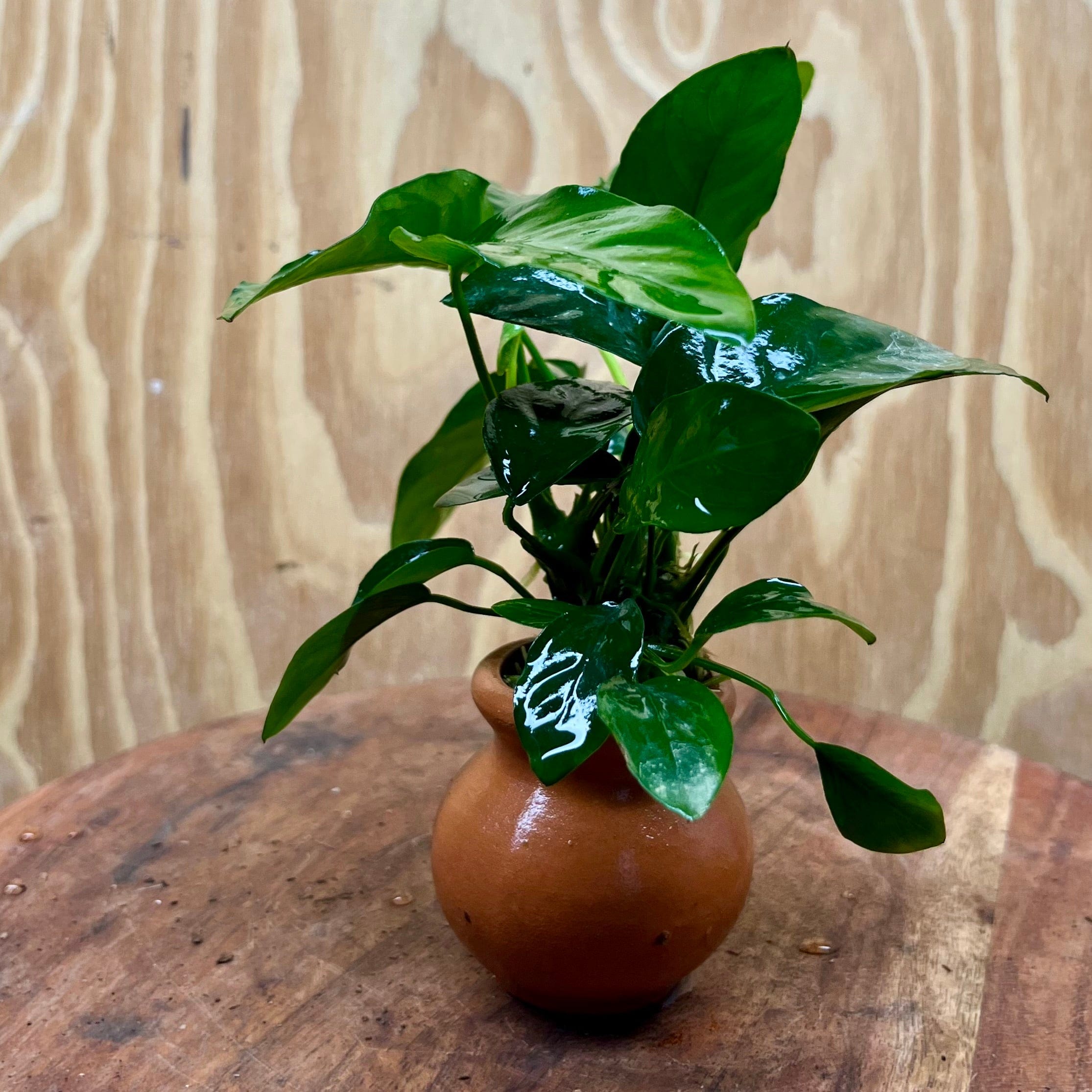 Scapeshop.com.au One Only Anubias Nana Vase Urn - One Only Anubias Nana Vase Urn One Only - Aquarium Plants Scapeshop Australia