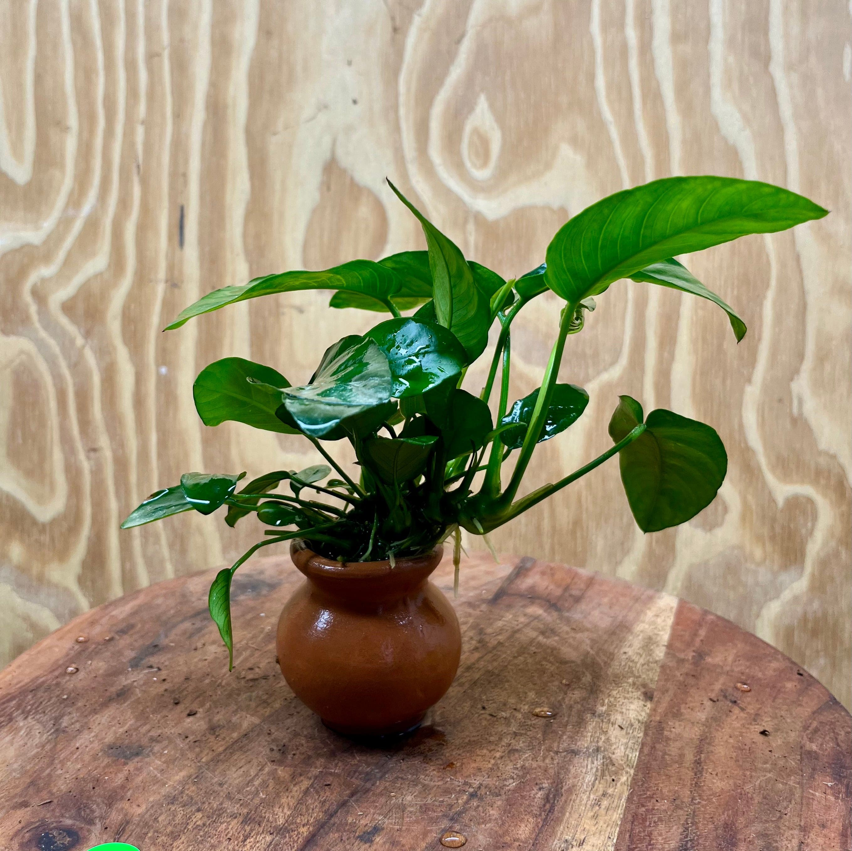 Scapeshop.com.au One Only Anubias Nana Vase Urn - One Only Anubias Nana Vase Urn One Only - Aquarium Plants Scapeshop Australia